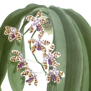 Cartão de agradecimento em branco com orquídea phalaenopsis, flor de jardim vintage, primavera, dia dos namorados, aniversário, baile de formatura, feito à mão, obrigado, melhoras