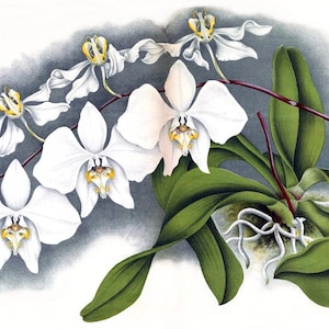 Cartão de agradecimento em branco com orquídea phalaenopsis, flor de jardim vintage, primavera, dia dos namorados, aniversário, baile de formatura, feito à mão, obrigado, melhoras