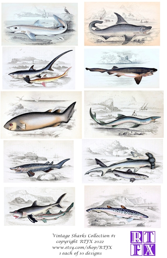 Vintage Shark Illustrations Collection Number 1 Blank Cards Etsy