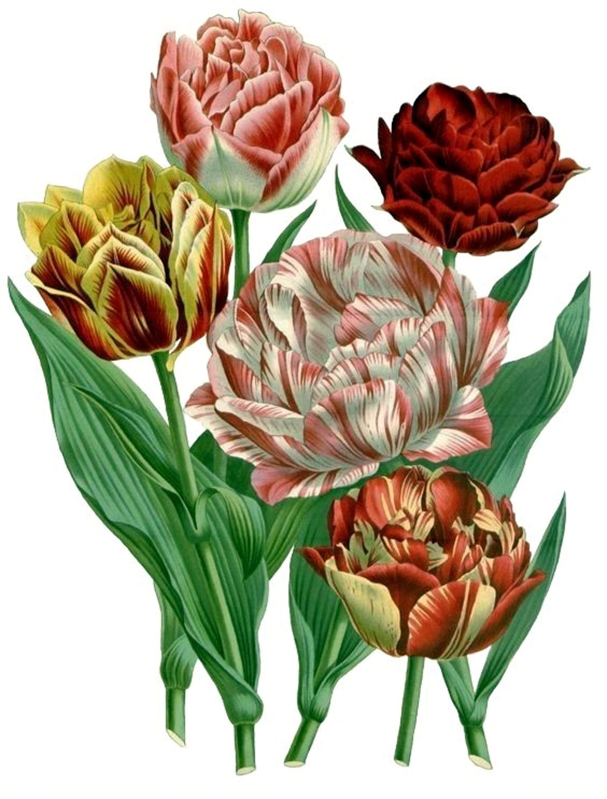 Тюльпаны ботаник. Тюльпан Гербранд Кифт. Тюльпан Ботанический атлас. Tulipa Botanical цветок. Пион Louis van Houtte.