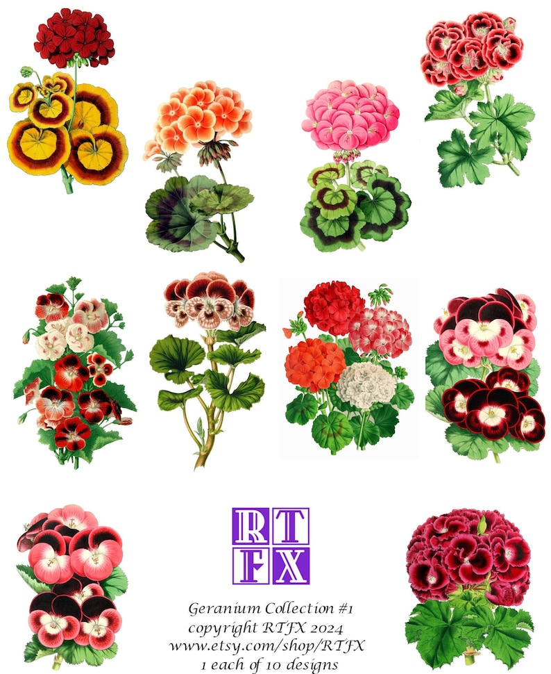 Geraniums Garden Vintage Images Blank Note Cards Handmade Holiday ...