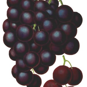 Tarjetas con imagen vintage de uvas, frutas, jardín, día de la madre, otoño, cosecha, agradecimiento