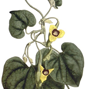 Carte de correspondance vintage Aristolochia, jardin édouardien victorien, anniversaire fait main, merci