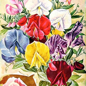 Cartão de nota em branco com flor de ervilhas doces feito à mão, jardim de férias, aniversário, obrigado