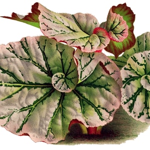 Carte de correspondance vierge fleur de bégonia fait main pour les fêtes, anniversaire, jardin, merci