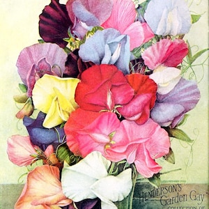 Carte de correspondance vierge de fleurs de pois de senteur fait main