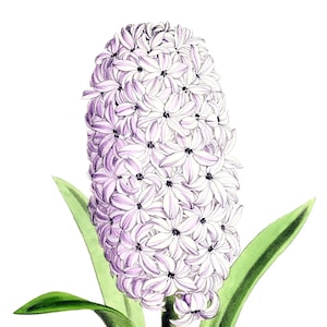 Fleurs de printemps jacinthe vierge pas carte anniversaire fait main jardin de vacances Merci