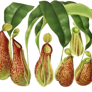 Nepenthes Henryane e Nepenthes Lawrencia Imagem Vintage Cartão de Nota em Branco Planta Carnívora Aniversário Obrigado