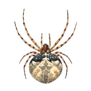 Spin Blanco Notitiekaart Natuur Insecten Handgemaakte Vintage Afbeelding Natuurhistorie Verjaardag Bedankt