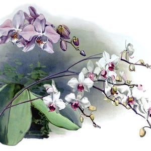 Cartão de agradecimento em branco com orquídea phalaenopsis, flor de jardim vintage, primavera, dia dos namorados, aniversário, baile de formatura, feito à mão, obrigado, melhoras