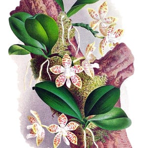 Cartão de agradecimento em branco com orquídea phalaenopsis, flor de jardim vintage, primavera, dia dos namorados, aniversário, baile de formatura, feito à mão, obrigado, melhoras