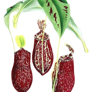 Nepenthes Outramiana Imagem Vintage Cartão de Nota em Branco Planta Carnívora Aniversário Obrigado