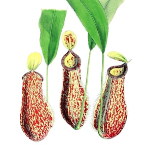 Nepenthes Superba Vintage Imagem Cartão de Nota em Branco Planta Carnívora Aniversário Obrigado
