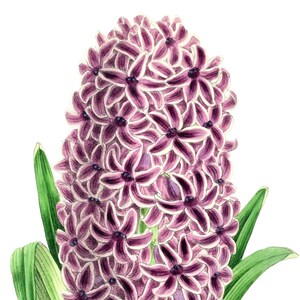 Fleurs de printemps jacinthe vierge pas carte anniversaire fait main jardin de vacances Merci