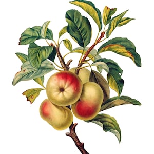 Maçãs Frutas Imagem Vintage Cartões de Nota Jardim Dia das Mães Outono Colheita Obrigado
