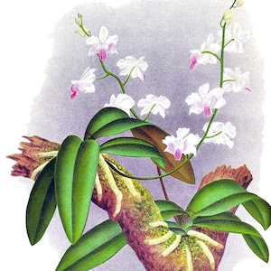Cartão de agradecimento em branco com orquídea phalaenopsis, flor de jardim vintage, primavera, dia dos namorados, aniversário, baile de formatura, feito à mão, obrigado, melhoras