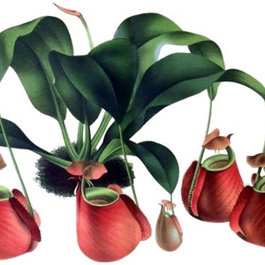 Nepenthes Immagine vintage Biglietto di auguri vuoto Pianta carnivora Compleanno Grazie