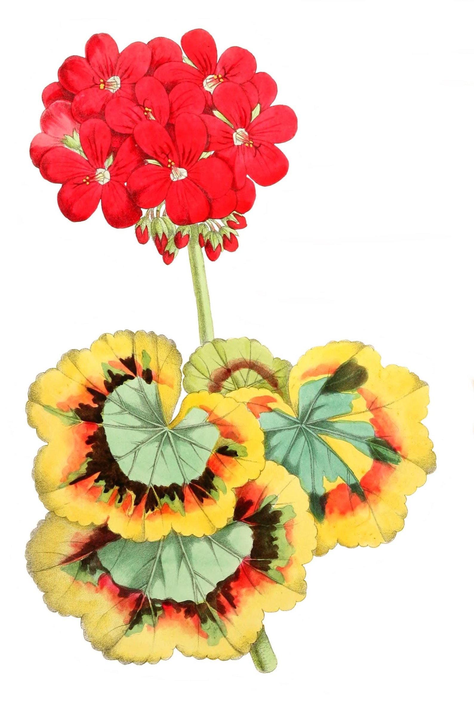 Geraniums Flower Blank Note Card Handmade Holiday Garden Birthday Thank ...