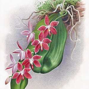 Carte de correspondance vierge orchidée phalaenopsis vintage fleur de jardin printemps Saint-Valentin anniversaire bal de fin d'année fait main Merci rétablissement