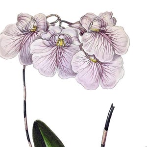Cartão de agradecimento em branco com orquídea phalaenopsis, flor de jardim vintage, primavera, dia dos namorados, aniversário, baile de formatura, feito à mão, obrigado, melhoras