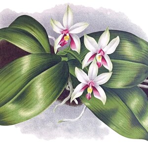 Cartão de agradecimento em branco com orquídea phalaenopsis, flor de jardim vintage, primavera, dia dos namorados, aniversário, baile de formatura, feito à mão, obrigado, melhoras
