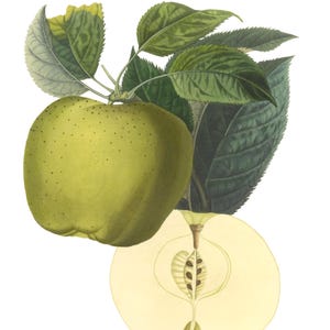 Maçãs Frutas Imagem Vintage Cartões de Nota Jardim Dia das Mães Outono Colheita Obrigado