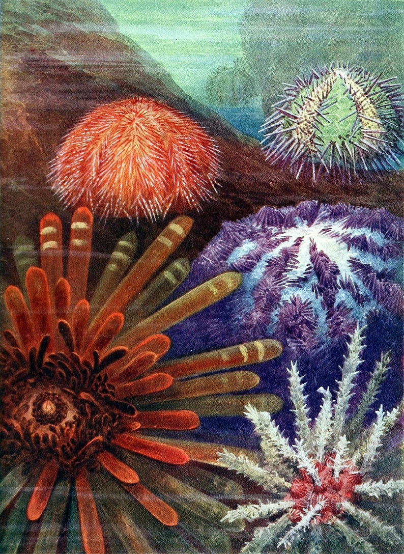 Echinoderms Sea Urchins Stars Cucumbers Vintage Image Handmade Blank ...