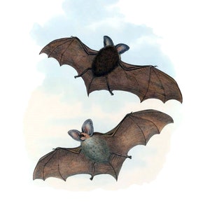 Nietoperze Vintage Obraz Naturalna Historia Pusta Ręcznie Wykonana Karta Halloween Wakacje Urodziny Dziękuję
