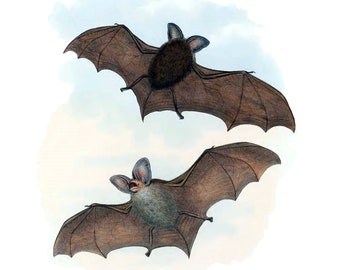 Bats Vintage Image Natural History Blank Hand Made Card Halloween Holiday Birthday Thank You