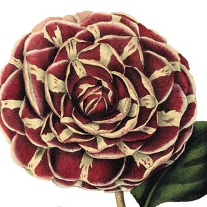 Kamelie Blumen-Weinlesebild-leere Anmerkungs-Karte handgemachter viktorianischer Edwardian-Feiertag Geburtstag Danke