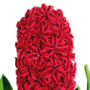 Fleurs de printemps jacinthe vierge pas carte anniversaire fait main jardin de vacances Merci
