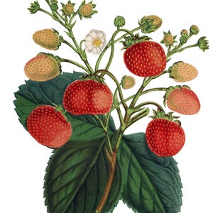 Bessen Fruit Vintage afbeelding Notitiekaarten Tuin Moederdag Herfst Oogst Bedankt