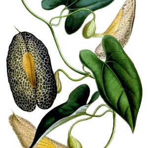 Carte de correspondance vintage Aristolochia, jardin édouardien victorien, anniversaire fait main, merci