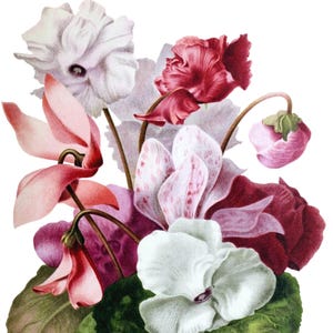 Carte de correspondance vierge image vintage fleurs de cyclamen fait main vacances anniversaire merci