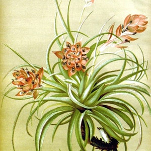 Tillandsia Bromélia Cartão de Nota em Branco Aniversário Páscoa Feito à Mão Primavera Botânico Feriado Obrigado
