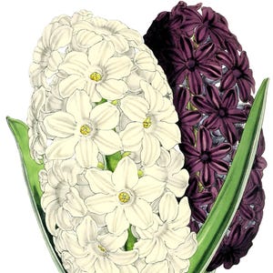 Fleurs de printemps jacinthe vierge pas carte anniversaire fait main jardin de vacances Merci