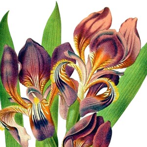 Carte de correspondance vierge avec fleurs d'iris vintage faite main pour les fêtes d'anniversaire, jardin, merci, rétablissement