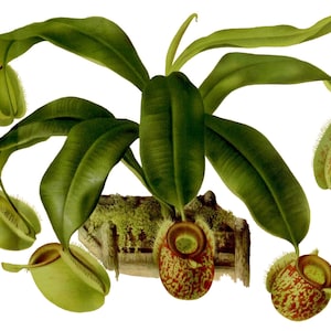 Nepenthes Species Vintage Image Blank Note Card Planta carnívora Aniversário Obrigado