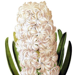 Fleurs de printemps jacinthe vierge pas carte anniversaire fait main jardin de vacances Merci