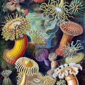 Cartão de nota em branco de anêmonas do mar feito à mão natureza aniversário feriado obrigado melhoras