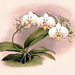 Cartão de agradecimento em branco com orquídea phalaenopsis, flor de jardim vintage, primavera, dia dos namorados, aniversário, baile de formatura, feito à mão, obrigado, melhoras