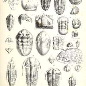 Trilobite Collection #3 Vintage Images Handmade Set of 10 Cards Fossils