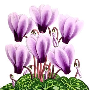 Carte de correspondance vierge image vintage fleurs de cyclamen fait main vacances anniversaire merci
