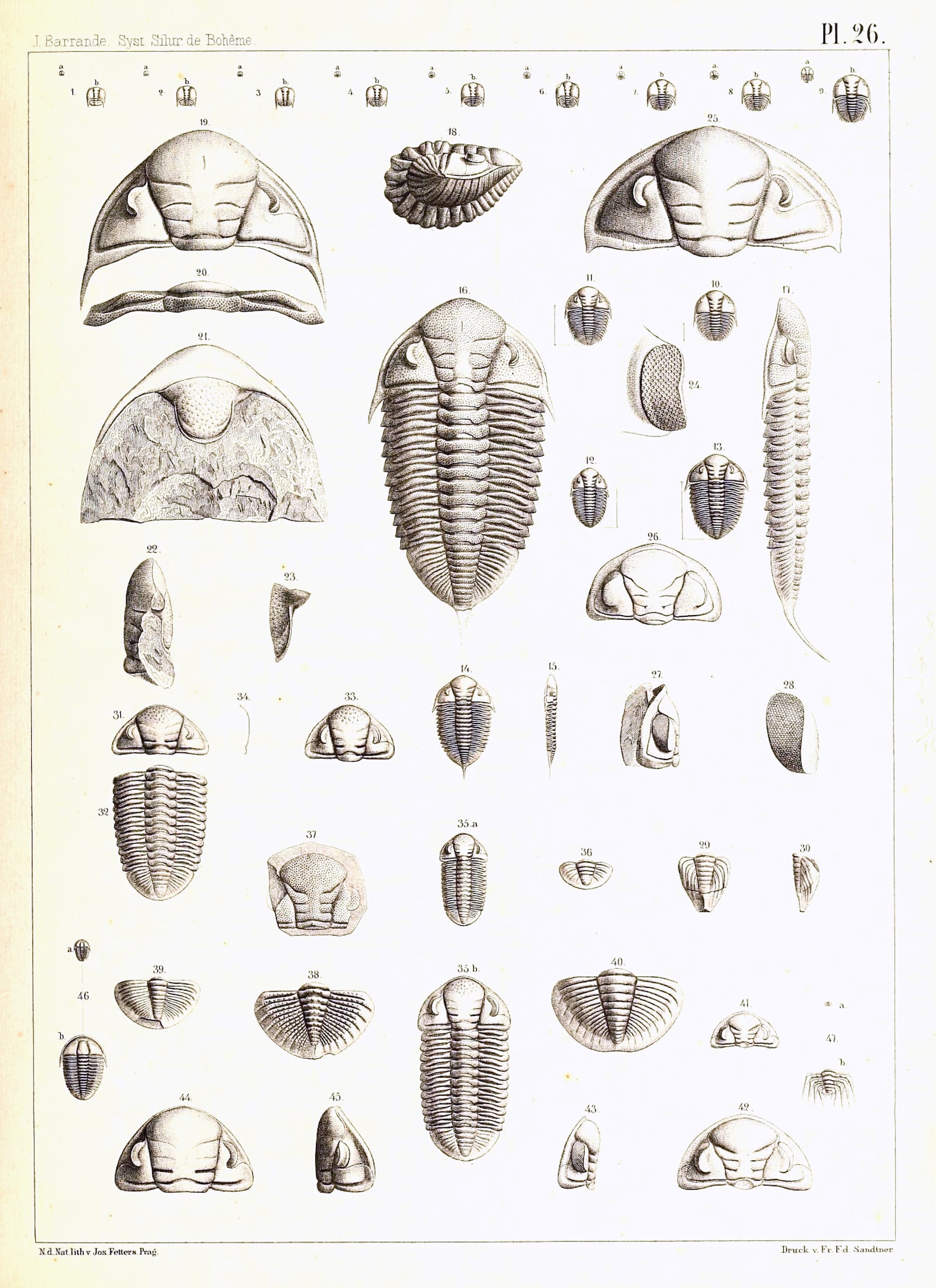 Trilobite Collection 3 Vintage Images Handmade Set of 10 Etsy