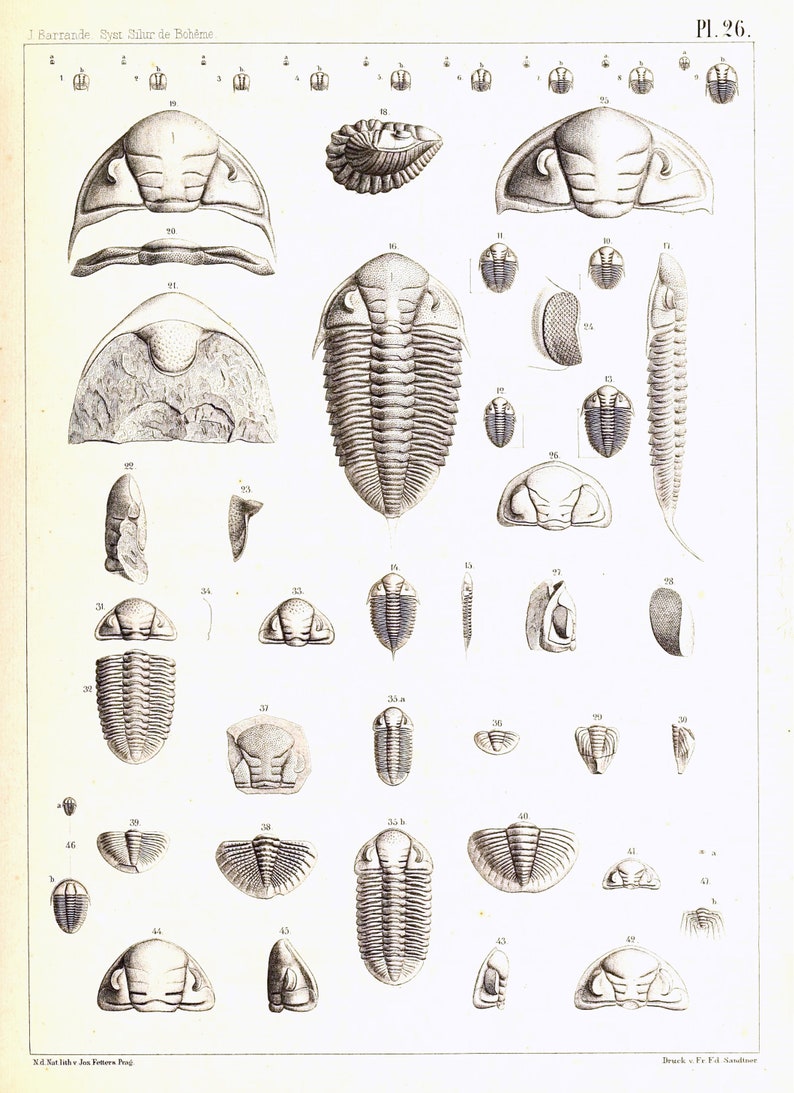 Trilobite Collection 3 Vintage Images Handmade Set of 10 Etsy