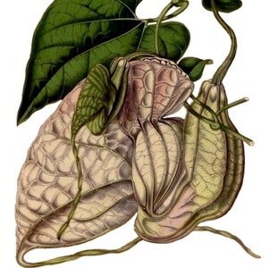 Carte de correspondance vintage Aristolochia, jardin édouardien victorien, anniversaire fait main, merci