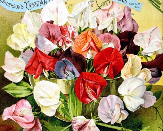 Carta da Parati Biglietto di auguri floreale rosa fiori di ciliegio
