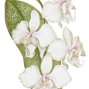Cartão de agradecimento em branco com orquídea phalaenopsis, flor de jardim vintage, primavera, dia dos namorados, aniversário, baile de formatura, feito à mão, obrigado, melhoras
