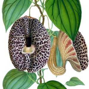 Carte de correspondance vintage Aristolochia, jardin édouardien victorien, anniversaire fait main, merci