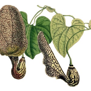 Aristolochia vintage Image carte pour l'obtention du diplôme jardin anniversaire fait main Merci